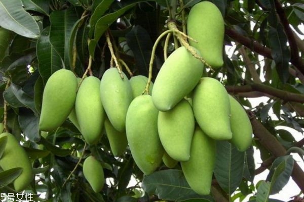 青芒果怎么保存 青芒如何保存 青芒果怎么保存 青芒如何保存