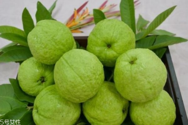 芭樂(lè)是軟的還是硬的 選芭樂(lè)的技巧 芭樂(lè)是軟的還是硬的 選芭樂(lè)的技巧