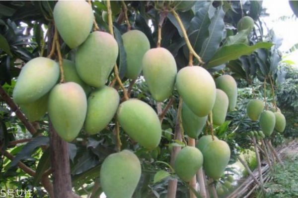 青芒果怎么保存 青芒如何保存 青芒果怎么保存 青芒如何保存