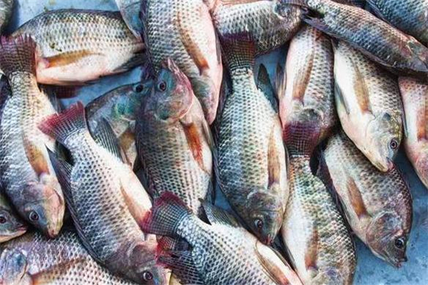 羅非魚多少錢一斤 和地區(qū)有關(guān) 羅非魚多少錢一斤 和地區(qū)有關(guān)