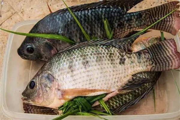 羅非魚有寄生蟲嗎 加熱要徹底 羅非魚有寄生蟲嗎 加熱要徹底