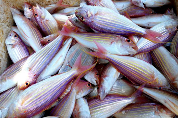 紅杉魚的做法 紅杉魚怎么做好吃 紅杉魚的做法 紅杉魚怎么做好吃