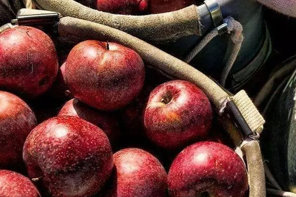 睡覺前吃蘋果好嗎 蘋果的好處 睡覺前吃蘋果好嗎 蘋果的好處