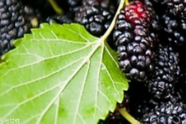 桑葚放一晚上會壞嗎 怎么判斷桑葚變質(zhì)了 桑葚放一晚上會壞嗎 怎么判斷桑葚變質(zhì)了