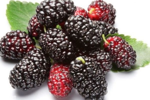 桑葚放一晚上會壞嗎 怎么判斷桑葚變質(zhì)了 桑葚放一晚上會壞嗎 怎么判斷桑葚變質(zhì)了