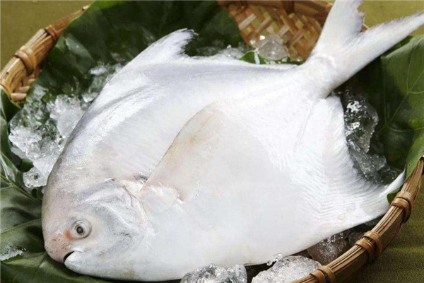 白鯧魚怎么去內(nèi)臟 白鯧魚處理方法 白鯧魚怎么去內(nèi)臟 白鯧魚處理方法