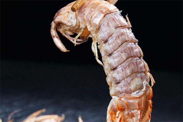 瀨尿蝦什么季節(jié)最肥 這個(gè)時(shí)候吃最好 瀨尿蝦什么季節(jié)最肥 這個(gè)時(shí)候吃最好