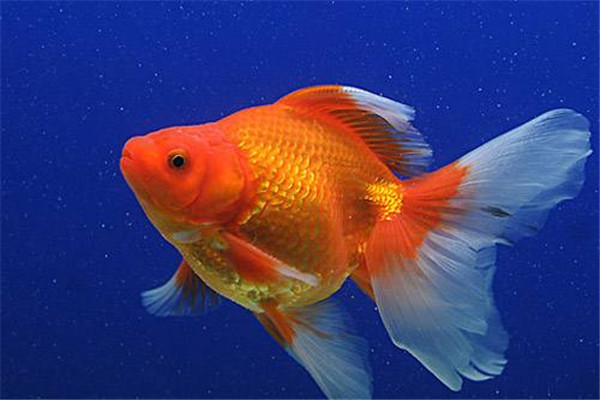 金魚能吃嗎 金魚的用處 金魚能吃嗎 金魚的用處