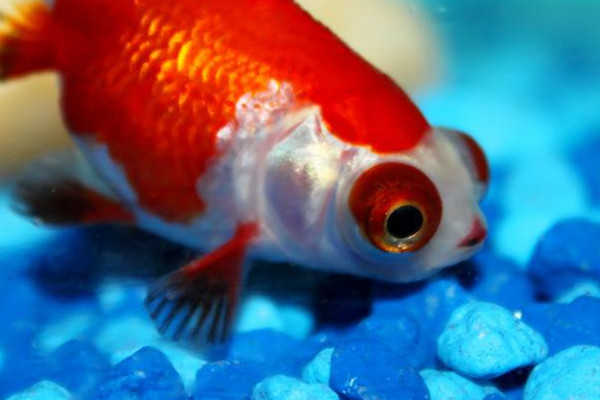 金魚能吃嗎 金魚的用處 金魚能吃嗎 金魚的用處