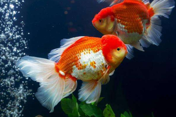 金魚能吃嗎 金魚的用處 金魚能吃嗎 金魚的用處