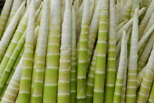 竹筍能和魚一起吃嗎 竹筍的做法 竹筍能和魚一起吃嗎 竹筍的做法