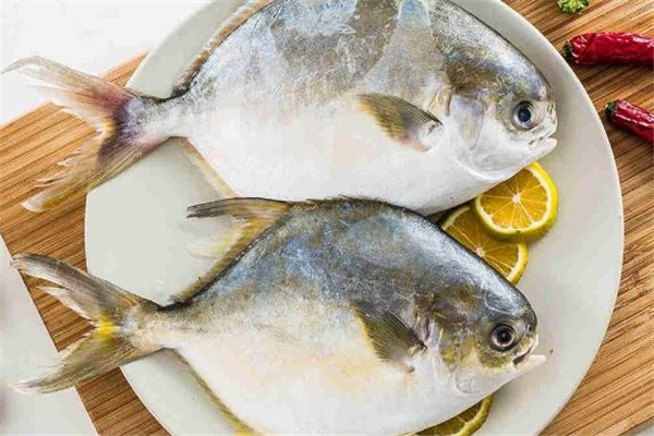 金鯧魚(yú)孕婦可以吃嗎 補(bǔ)充天然dha 金鯧魚(yú)孕婦可以吃嗎 補(bǔ)充天然dha