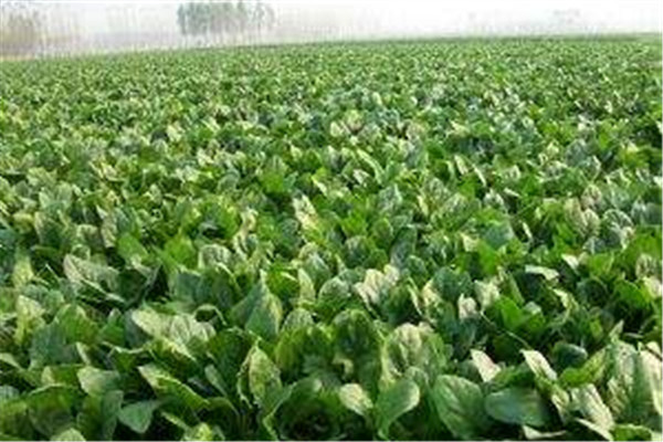 菠菜能去皺嗎 去皺的方法 菠菜能去皺嗎 去皺的方法