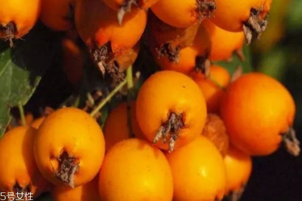 枇杷爛了一點(diǎn)還能吃嗎 枇杷怎么保存 枇杷爛了一點(diǎn)還能吃嗎 枇杷怎么保存