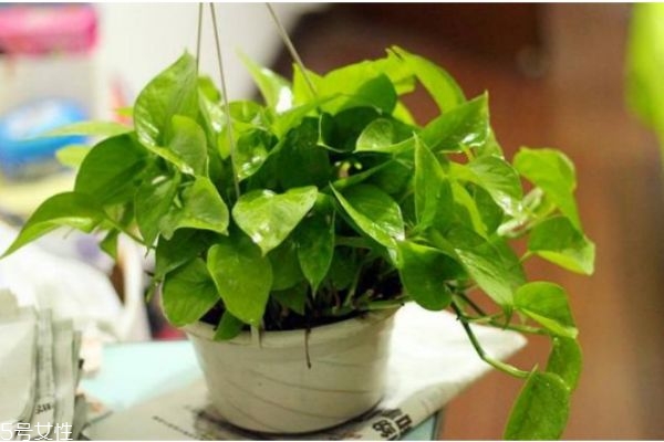 什么能去除甲醛的味道 如何去甲醛 什么能去除甲醛的味道 如何去甲醛