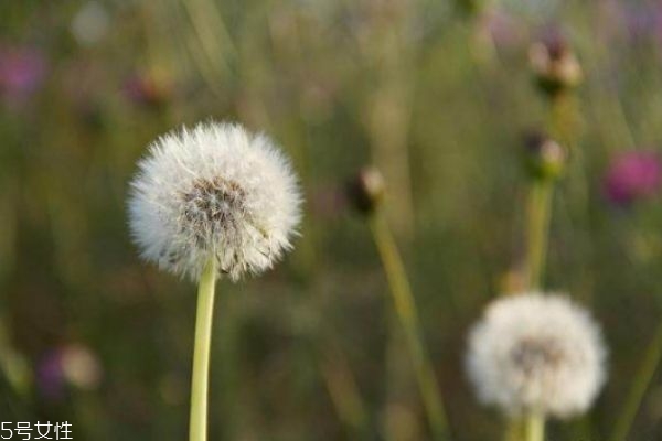蒲公英泡水一次放幾根 蒲公英泡水好處大 蒲公英泡水一次放幾根 蒲公英泡水好處大