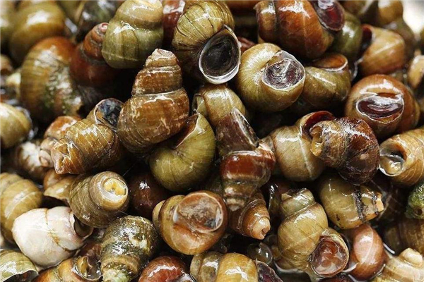 石螺的做法 石螺怎么炒好吃 石螺的做法 石螺怎么炒好吃