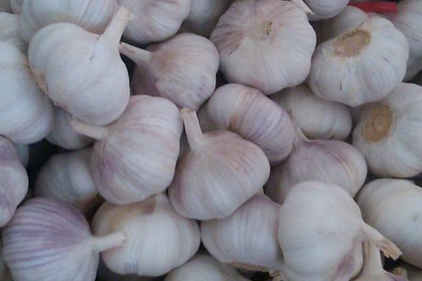 大蒜可以放冰箱保存嗎 大蒜的保存方法 大蒜可以放冰箱保存嗎 大蒜的保存方法