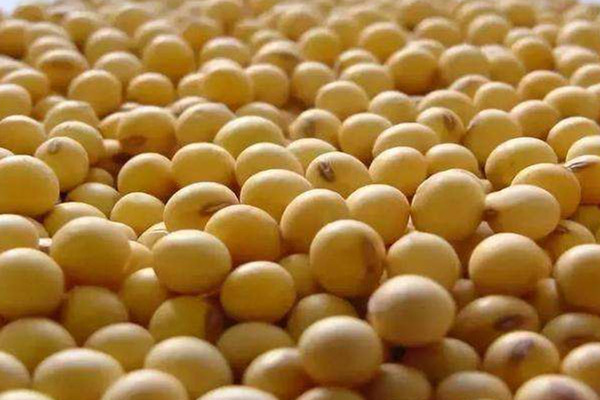 大豆可以榨油嗎 大豆油的由來 大豆可以榨油嗎 大豆油的由來