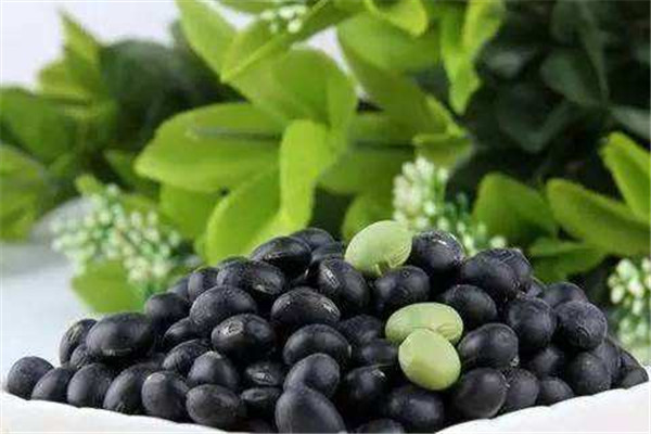 黑豆可以生吃嗎 黑豆的功效 黑豆可以生吃嗎 黑豆的功效