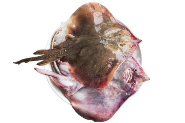 老板魚不能和什么一起吃 老板魚禁忌 老板魚不能和什么一起吃 老板魚禁忌