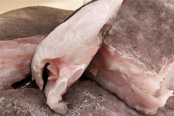 老板魚不能和什么一起吃 老板魚禁忌 老板魚不能和什么一起吃 老板魚禁忌