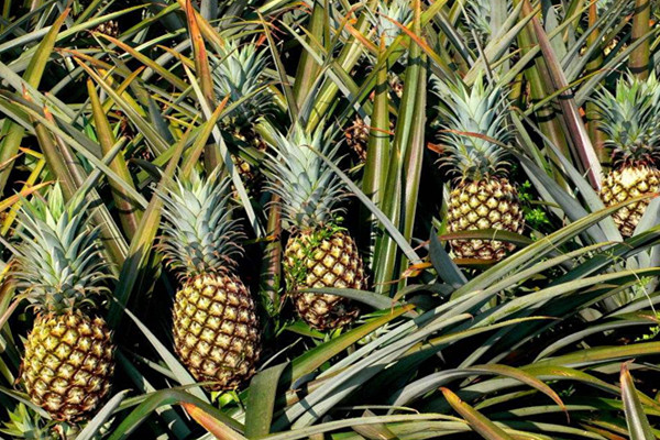 菠蘿可以和芒果一起吃嗎 菠蘿怎么吃好 菠蘿可以和芒果一起吃嗎 菠蘿怎么吃好