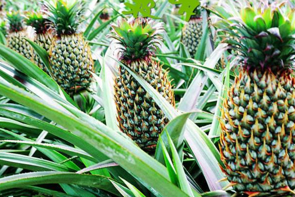 菠蘿可以和芒果一起吃嗎 菠蘿怎么吃好 菠蘿可以和芒果一起吃嗎 菠蘿怎么吃好