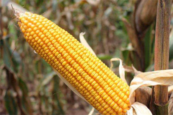 玉米可以和牛奶一起吃嗎 玉米吃法 玉米可以和牛奶一起吃嗎 玉米吃法