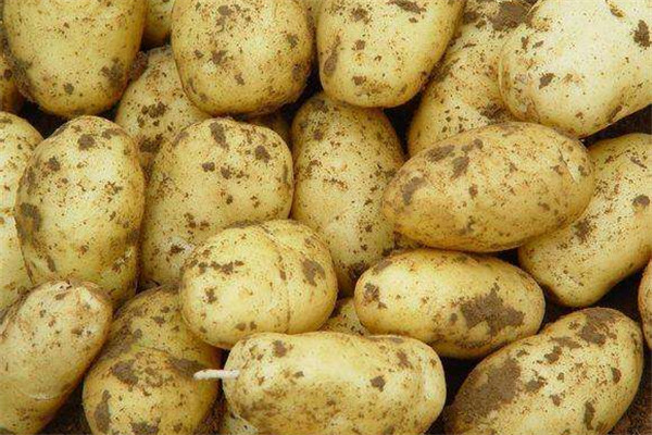 土豆可以生吃嗎 土豆這樣吃 土豆可以生吃嗎 土豆這樣吃