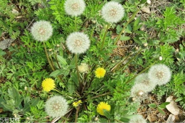 蒲公英泡水一次放幾根 蒲公英泡水好處大 蒲公英泡水一次放幾根 蒲公英泡水好處大