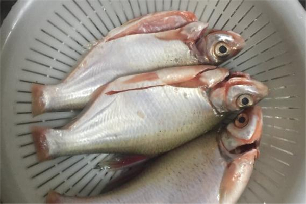 孕婦可以吃鯪魚嗎 好處非常多 孕婦可以吃鯪魚嗎 好處非常多