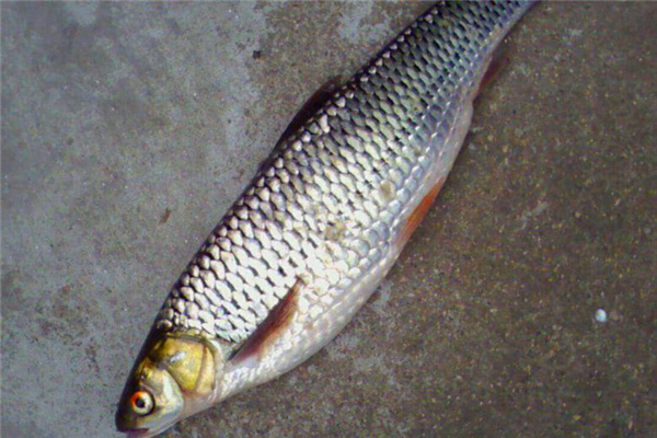 鯪魚的做法 營養(yǎng)美味食材 鯪魚的做法 營養(yǎng)美味食材