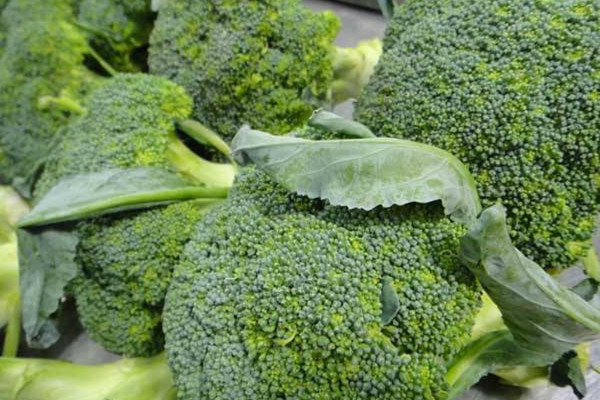 西蘭花可以蒸著吃嗎 西蘭花功效 西蘭花可以蒸著吃嗎 西蘭花功效