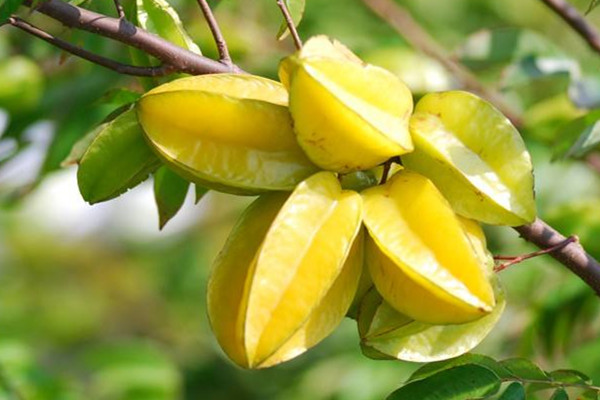 楊桃可以和蜂蜜一起吃嗎 楊桃吃法 楊桃可以和蜂蜜一起吃嗎 楊桃吃法