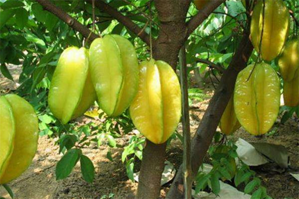 楊桃可以泡水喝嗎 楊桃功效 楊桃可以泡水喝嗎 楊桃功效