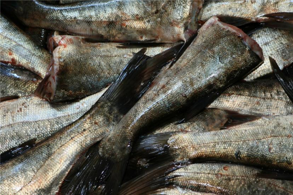 花鰱和白鰱的區(qū)別 花鰱和白鰱哪個好吃 花鰱和白鰱的區(qū)別 花鰱和白鰱哪個好吃
