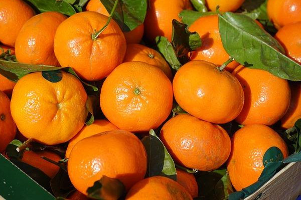 橘子可以和蜂蜜一起吃嗎 橘子蜂蜜做法 橘子可以和蜂蜜一起吃嗎 橘子蜂蜜做法