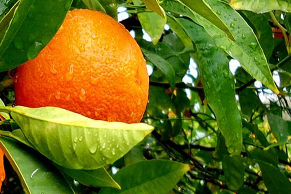 橘子可以和蜂蜜一起吃嗎 橘子蜂蜜做法 橘子可以和蜂蜜一起吃嗎 橘子蜂蜜做法