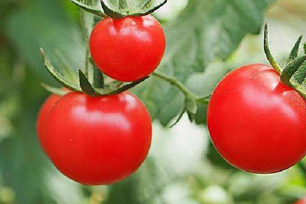 洋蔥可以和西紅柿一起吃嗎 洋蔥和西紅柿一起吃好處 洋蔥可以和西紅柿一起吃嗎 洋蔥和西紅柿一起吃好處