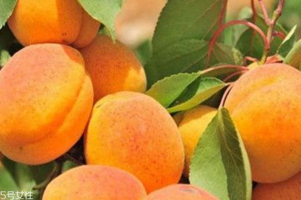 杏子是枇杷嗎 枇杷和杏子的區(qū)別 杏子是枇杷嗎 枇杷和杏子的區(qū)別