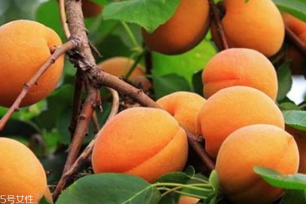 杏子和青梅的區(qū)別 青梅的營養(yǎng)價值 杏子和青梅的區(qū)別 青梅的營養(yǎng)價值