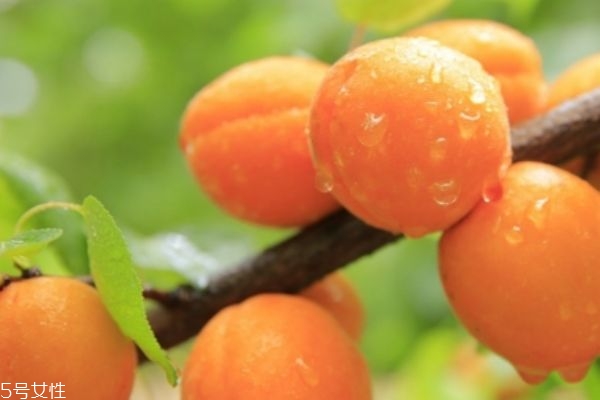 杏子和青梅的區(qū)別 青梅的營養(yǎng)價值 杏子和青梅的區(qū)別 青梅的營養(yǎng)價值