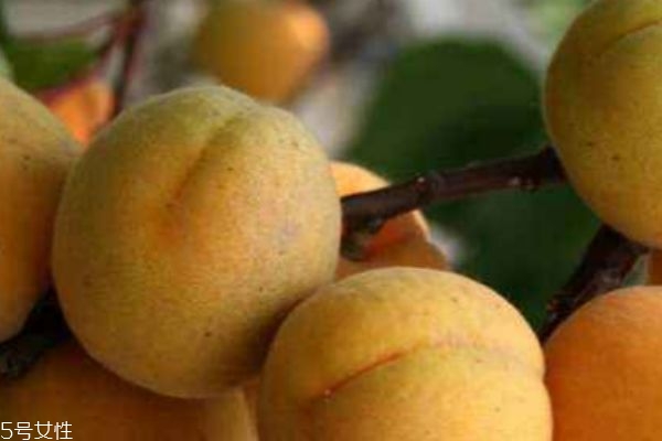 杏子吃多了會(huì)上火嗎 不宜多吃 杏子吃多了會(huì)上火嗎 不宜多吃