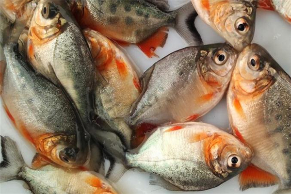 紅鯧魚多少錢一斤 價格并不貴 紅鯧魚多少錢一斤 價格并不貴