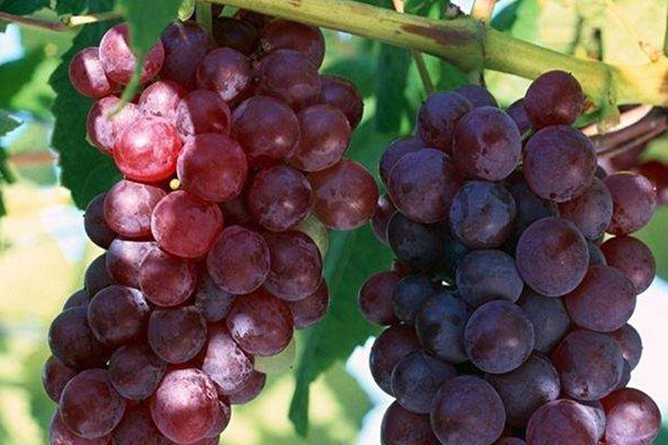 葡萄可以和牛奶一起吃嗎 葡萄怎么吃好 葡萄可以和牛奶一起吃嗎 葡萄怎么吃好