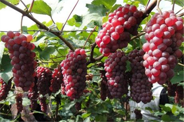 葡萄可以和牛奶一起吃嗎 葡萄怎么吃好 葡萄可以和牛奶一起吃嗎 葡萄怎么吃好