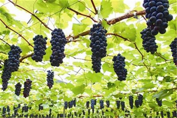 葡萄可以和牛奶一起吃嗎 葡萄怎么吃好 葡萄可以和牛奶一起吃嗎 葡萄怎么吃好