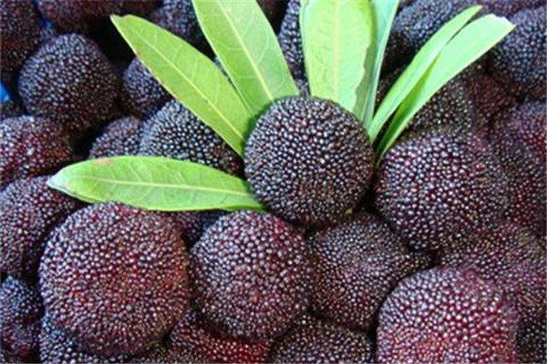 楊梅能治拉肚子嗎 楊梅的功效 楊梅能治拉肚子嗎 楊梅的功效