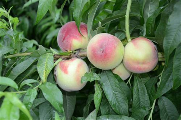 蜜桃可以空腹吃嗎 蜜桃營養(yǎng)價值 蜜桃可以空腹吃嗎 蜜桃營養(yǎng)價值